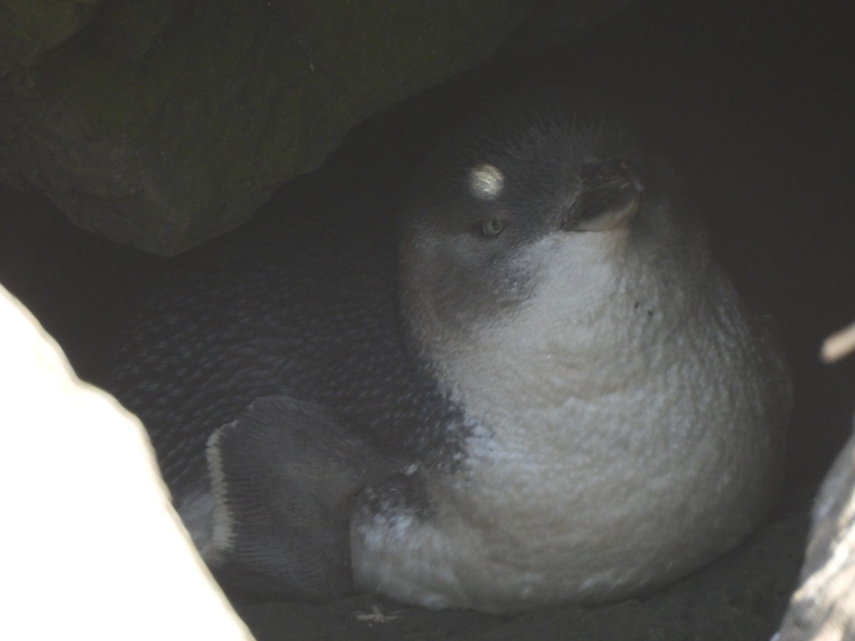Little Penguin - ML643387491