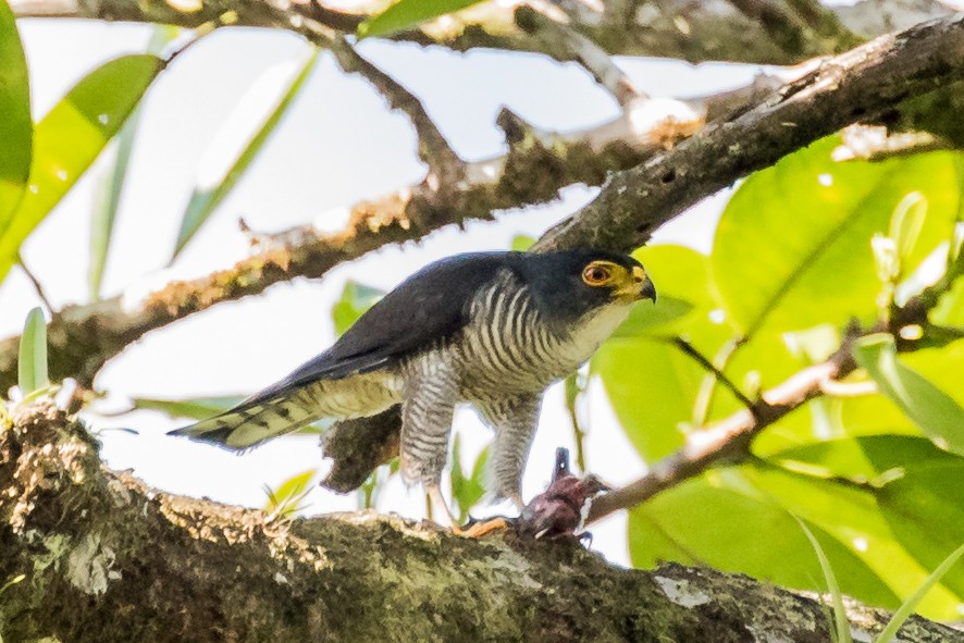 Ястреб-крошка - ML643387516