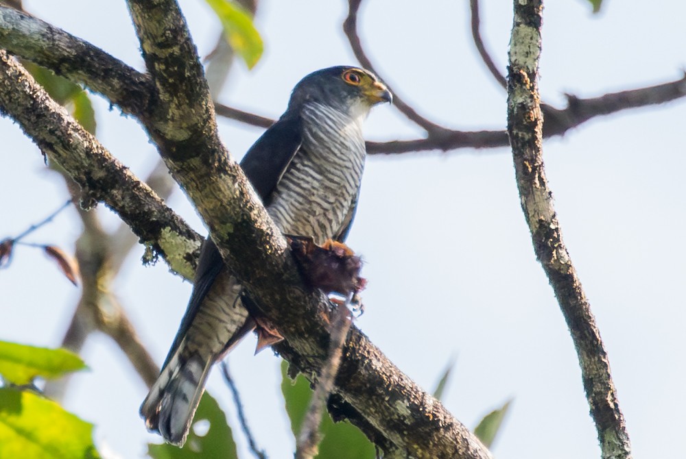 Ястреб-крошка - ML643387517