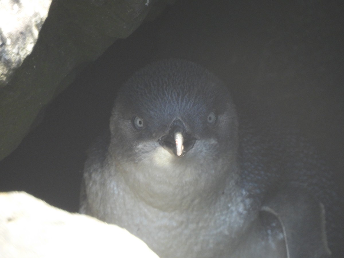 Little Penguin - ML643387537