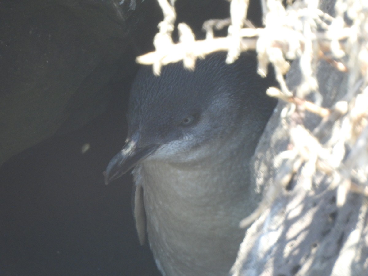 Little Penguin - ML643387538