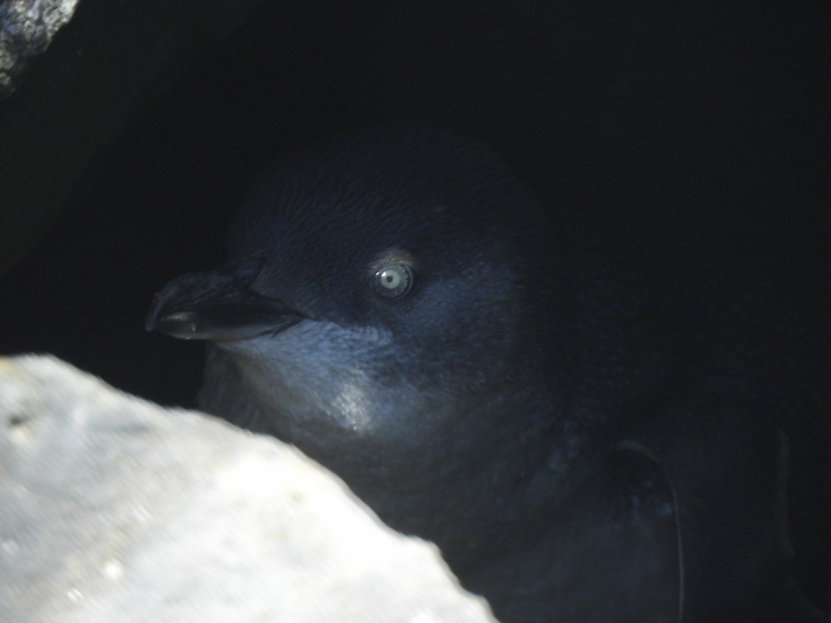 Little Penguin - ML643387539