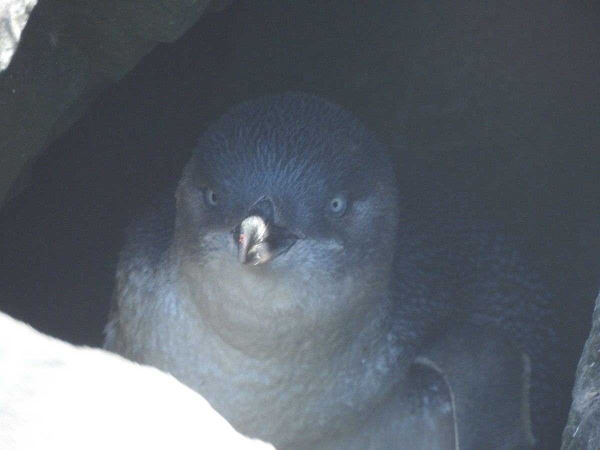 Little Penguin - ML643387540