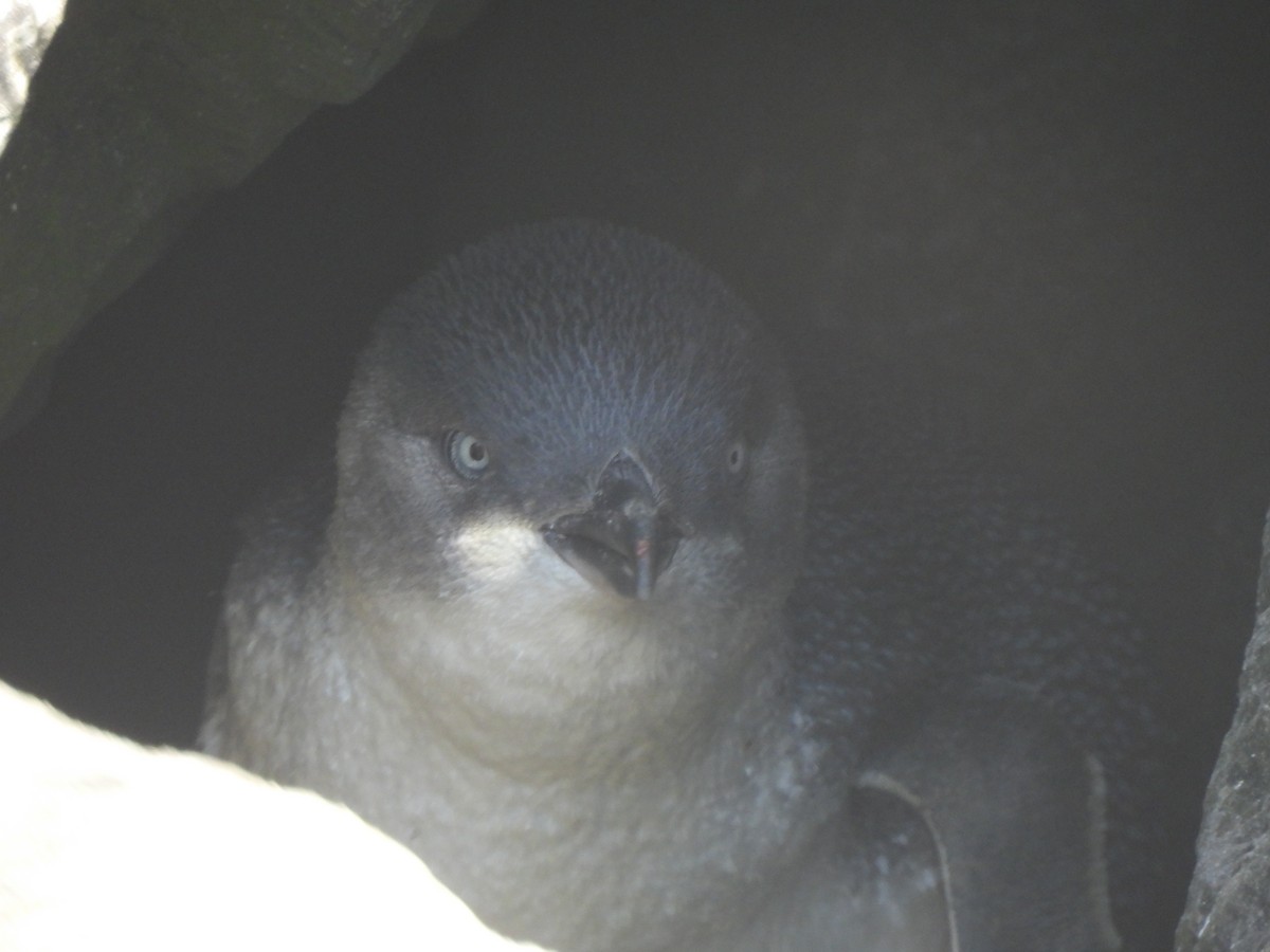 Little Penguin - ML643387541
