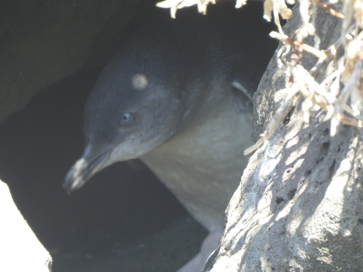 Little Penguin - ML643387542