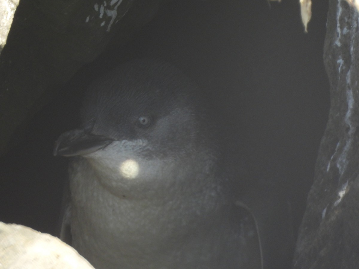 Little Penguin - ML643387543