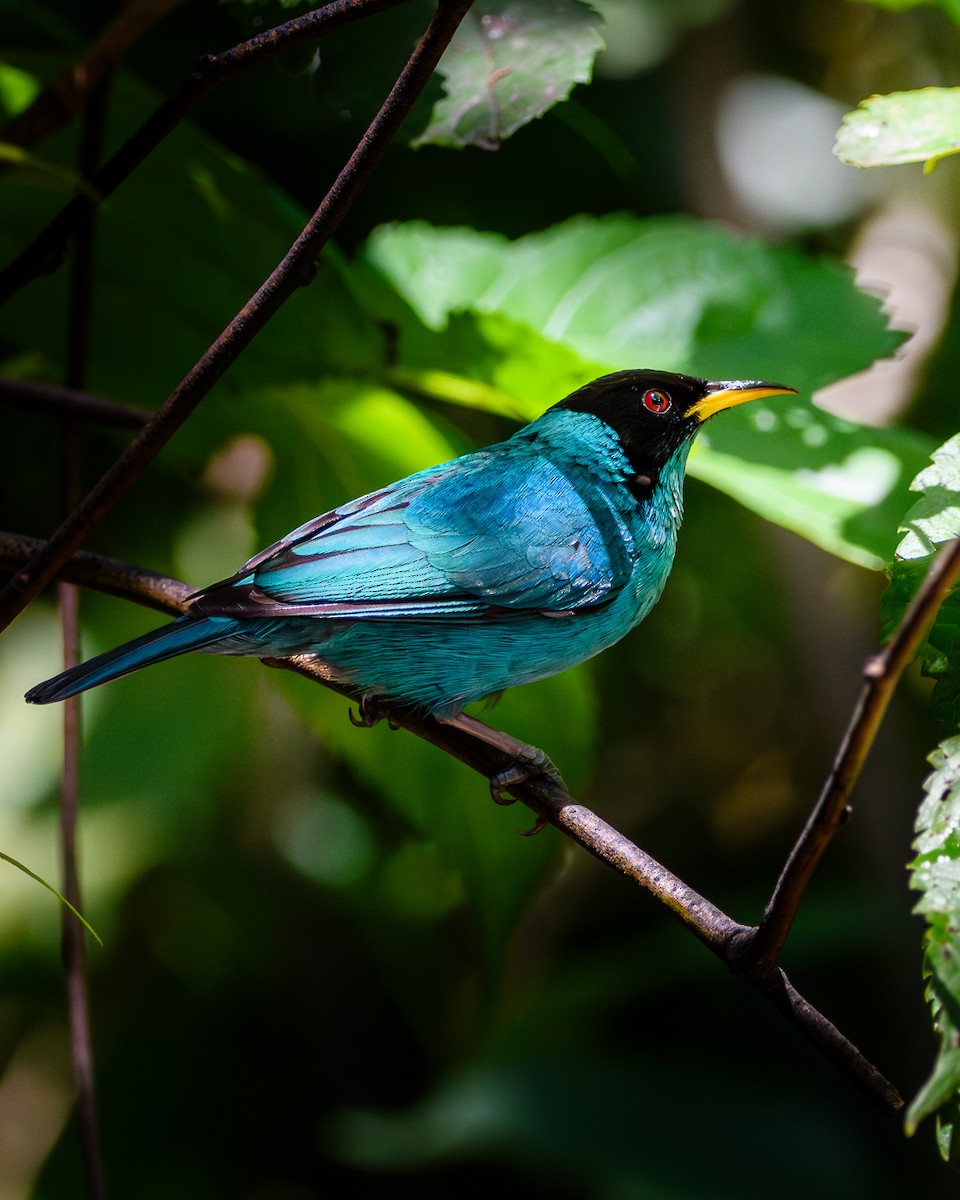 Green Honeycreeper - ML643387544