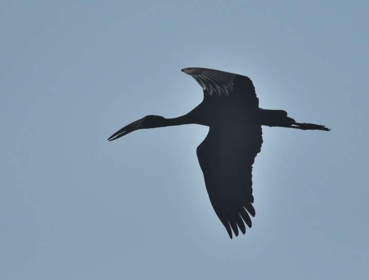 African Openbill - ML643387557