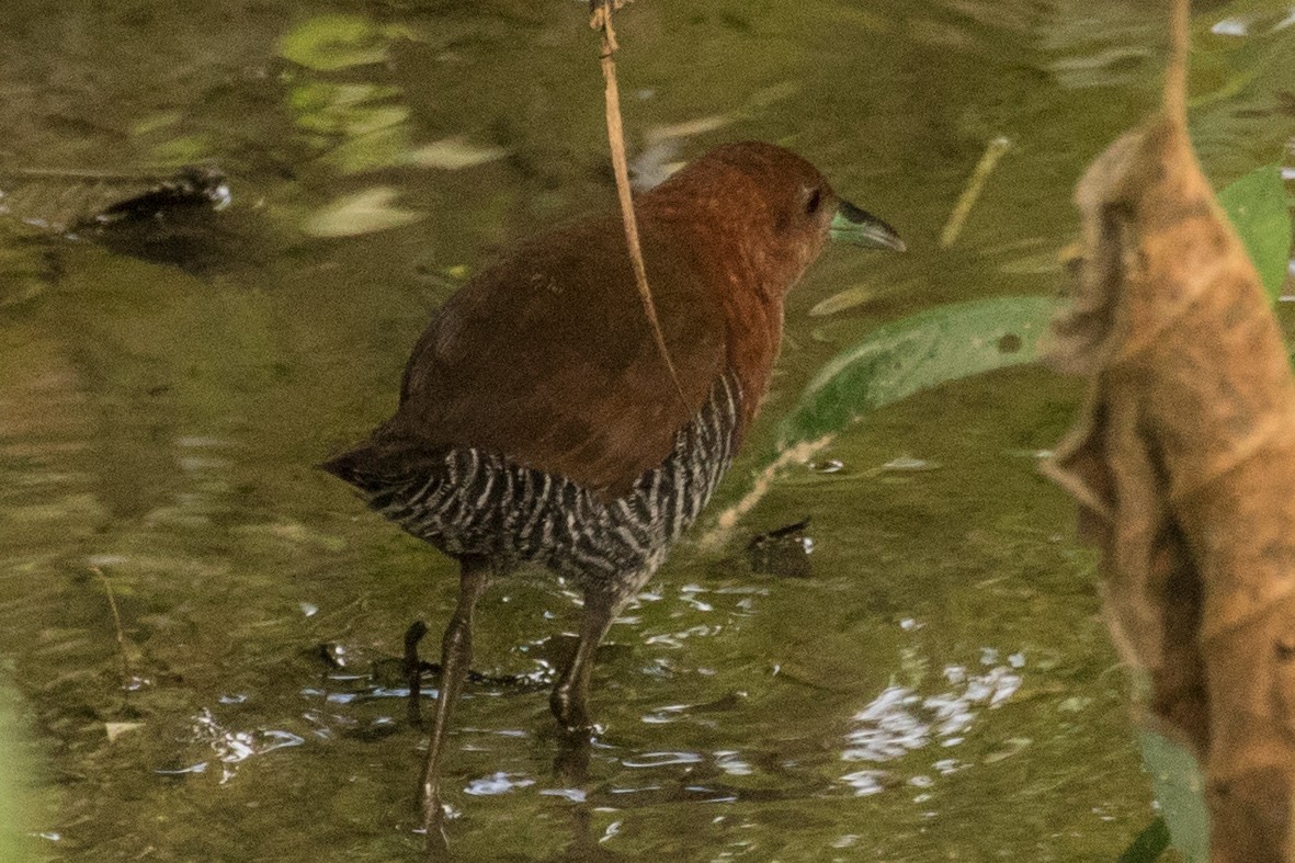 White-throated Crake - ML643387565