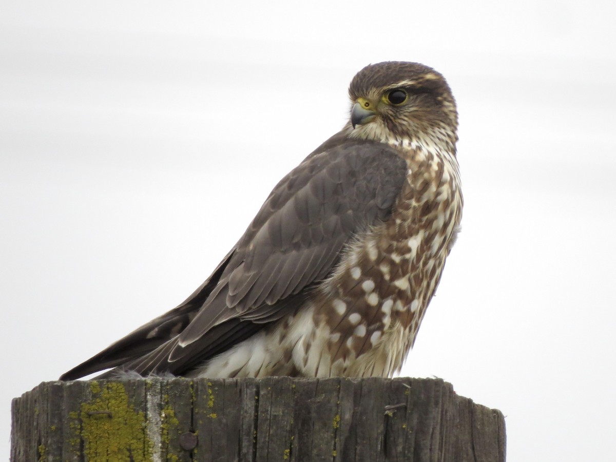 灰背隼 - ML643387571