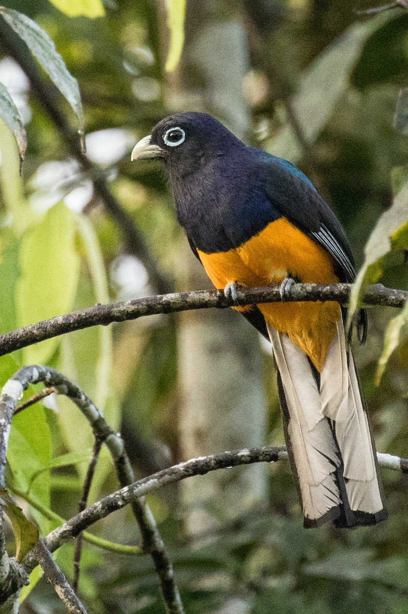 White-tailed Trogon - ML643387591