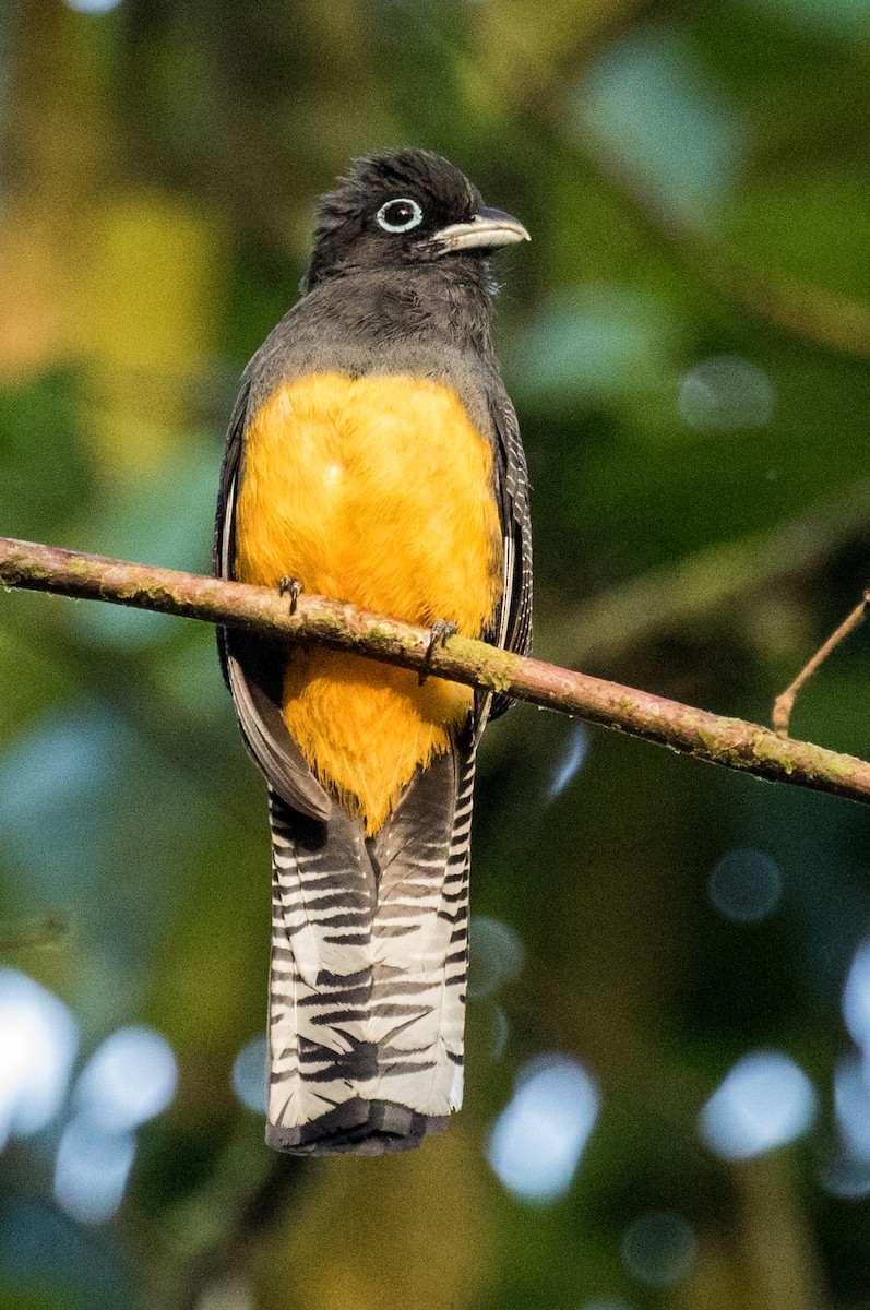 White-tailed Trogon - ML643387592