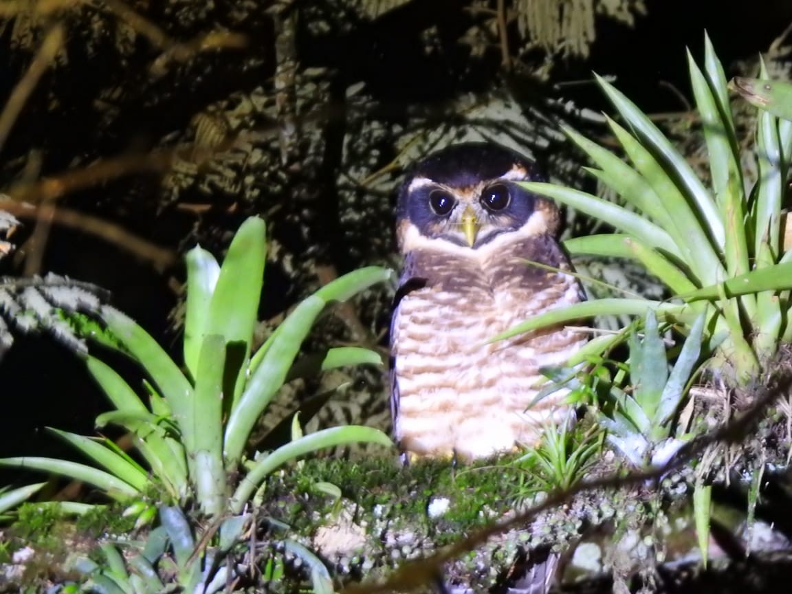 rustkinnugle - ML643387594