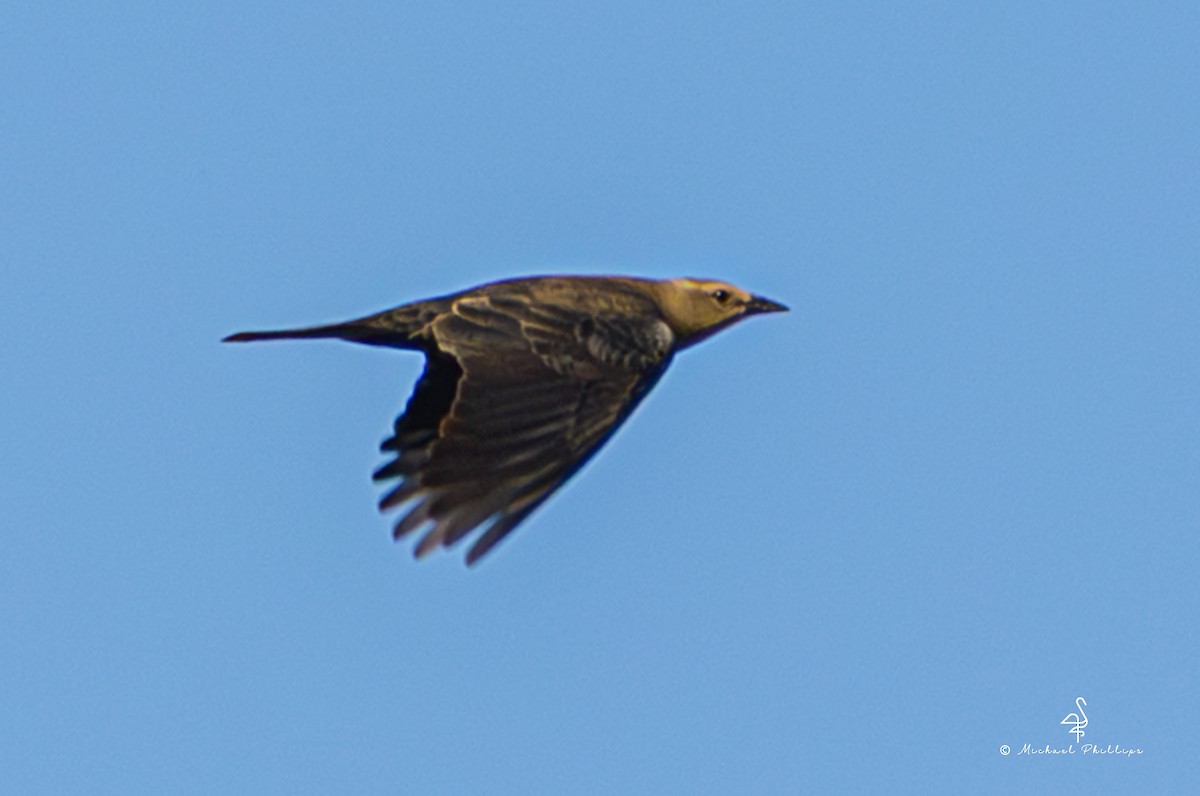 Brown-headed Cowbird - ML643387605