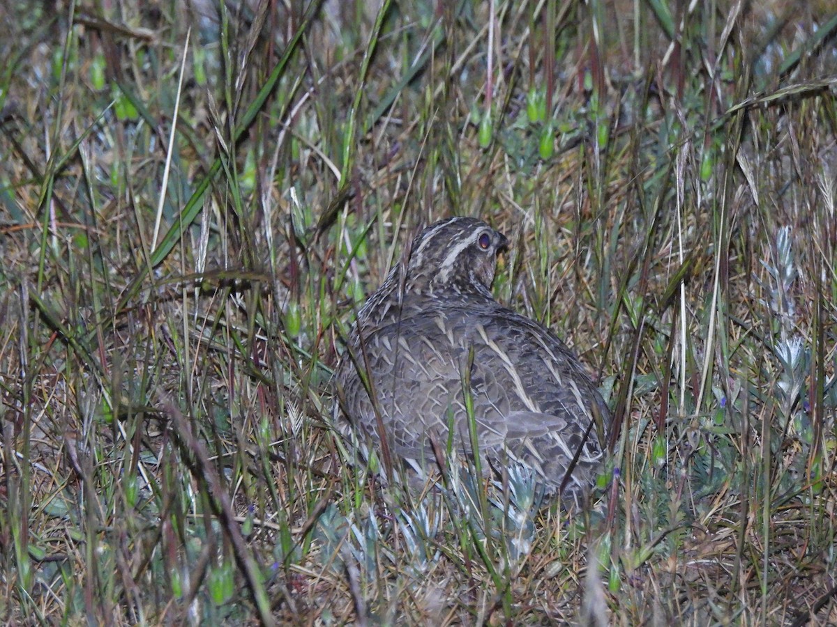 Stubble Quail - ML643387620
