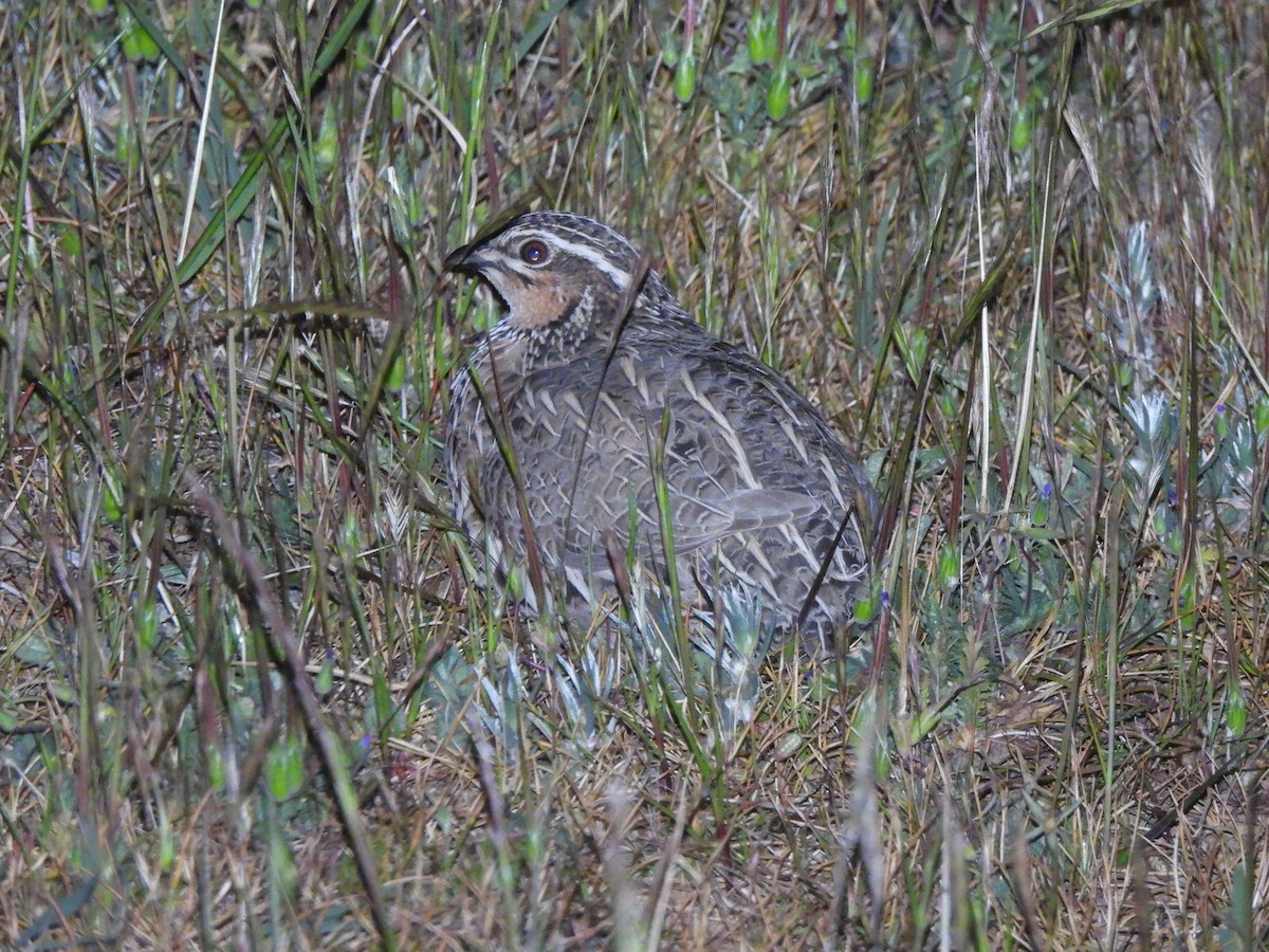 Stubble Quail - ML643387621
