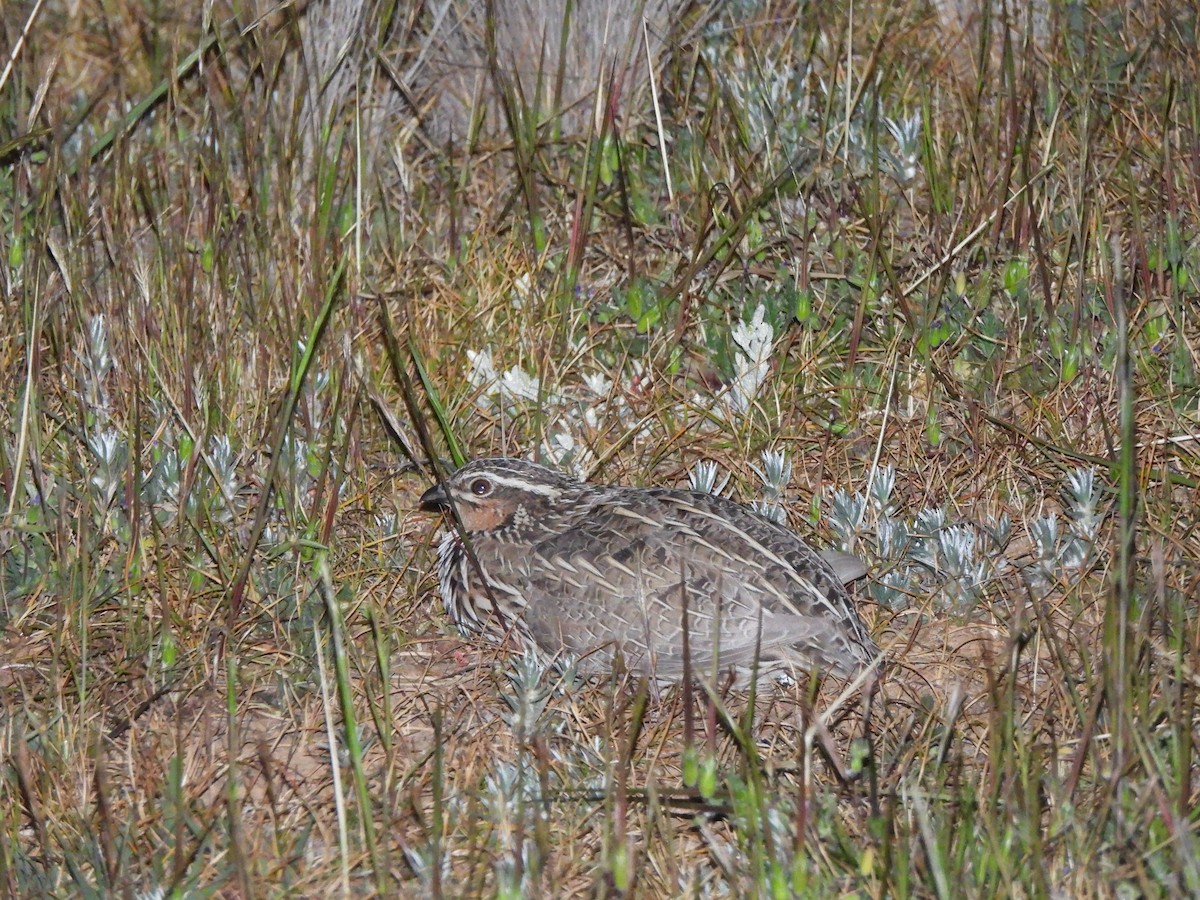 Stubble Quail - ML643387622