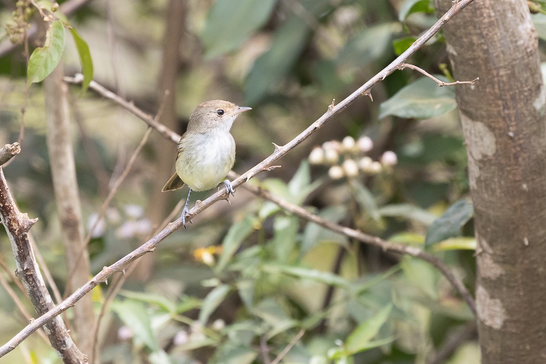 Fulvous-crowned Scrub-Tyrant - ML643387626