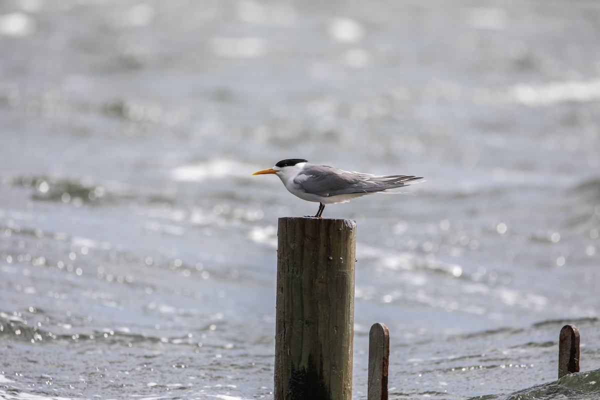Great Crested Tern - ML643387635