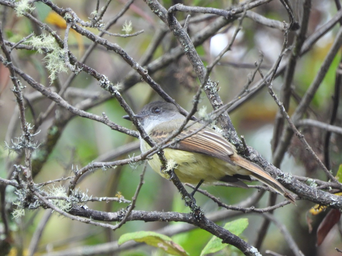 Dusky-capped Flycatcher - ML643387645