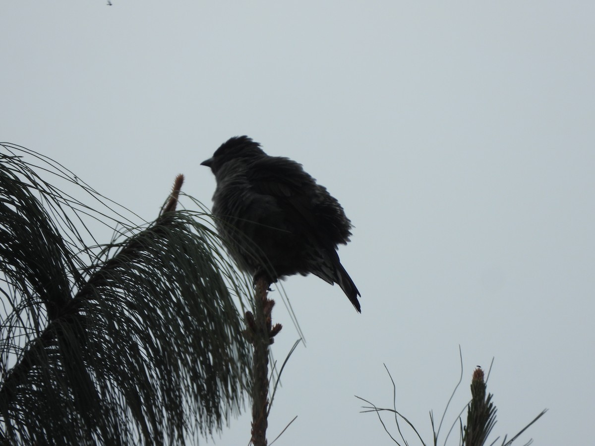 Red-crested Cotinga - ML643387677