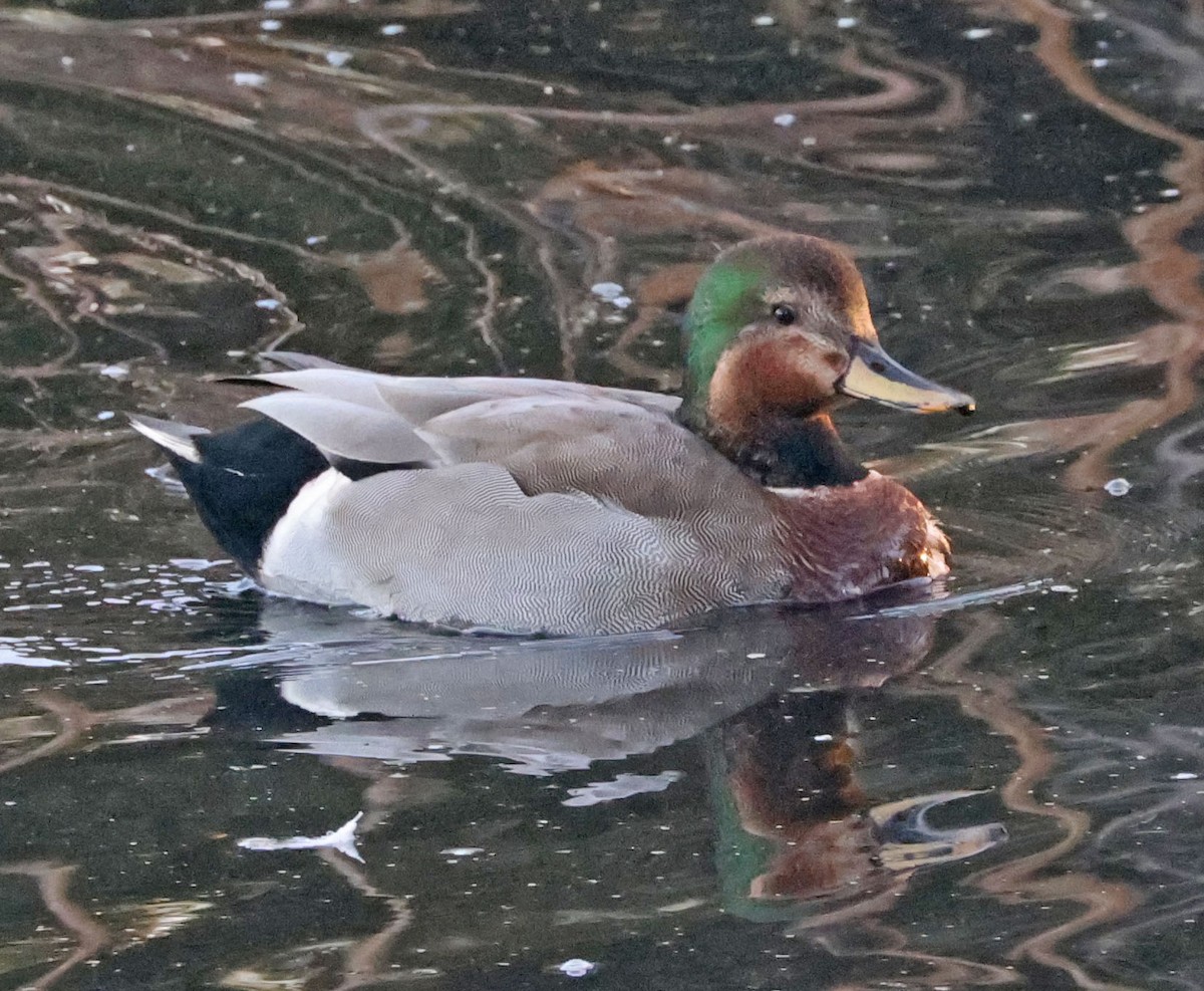Gadwall x Mallard (hybrid) - ML643387682