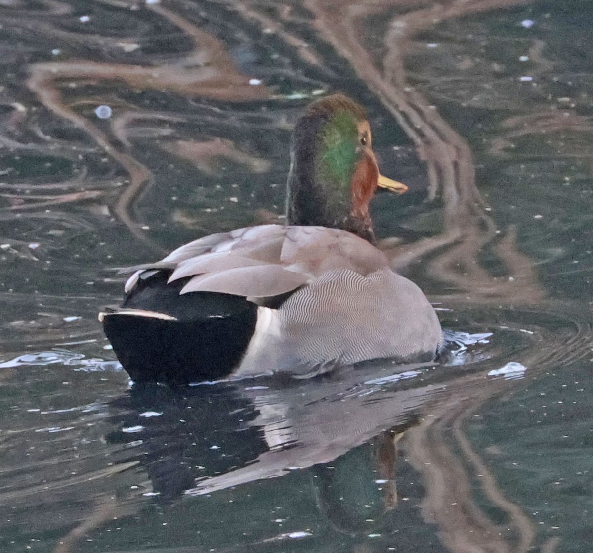 Gadwall x Mallard (hybrid) - ML643387683