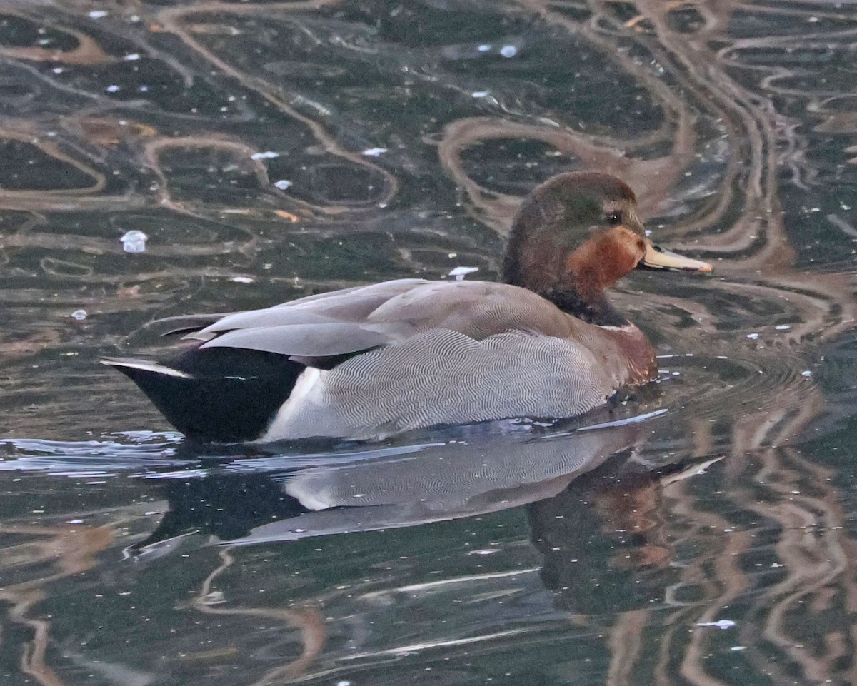Gadwall x Mallard (hybrid) - ML643387684