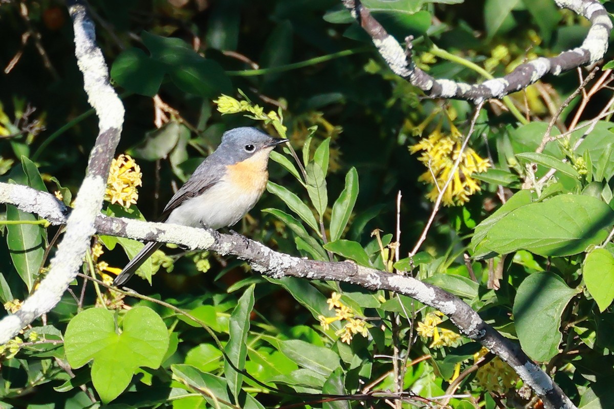 Leaden Flycatcher - ML643387707