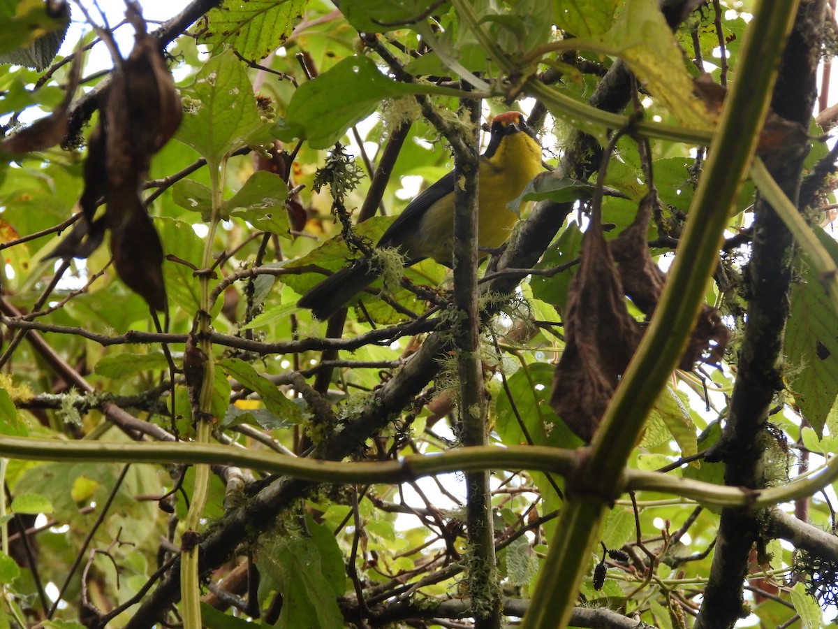 Atlapetes Pechiamarillo - ML643387753