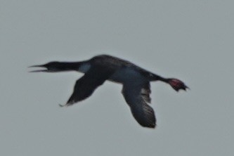 Common Loon - ML643387755