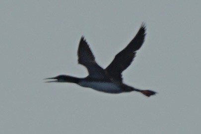 Common Loon - ML643387756