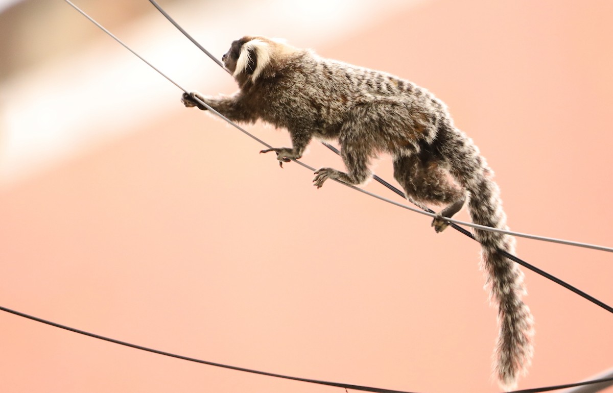 Animals - ML643387815