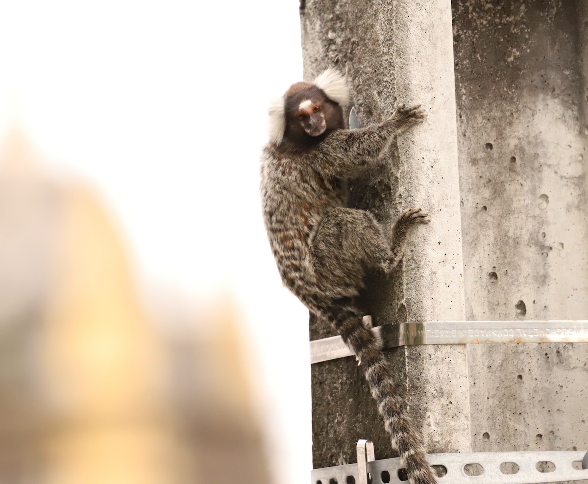 Animals - ML643387824