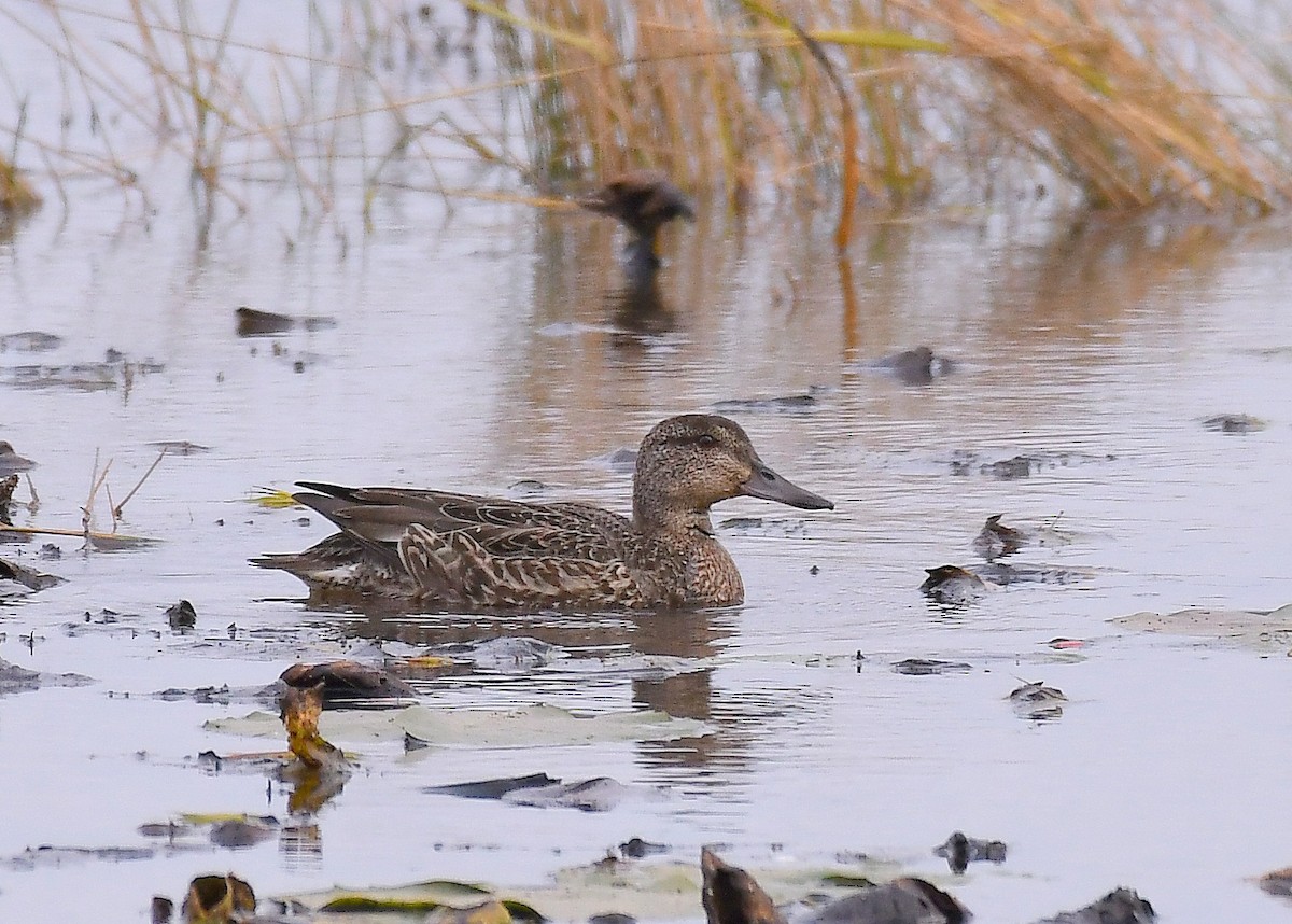 Green-winged Teal - ML643387833
