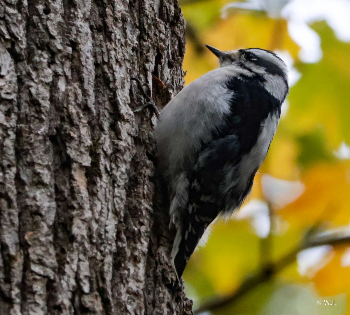 Downy Woodpecker - ML643387854