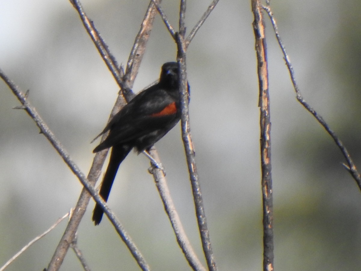 Variable Oriole - ML643387862
