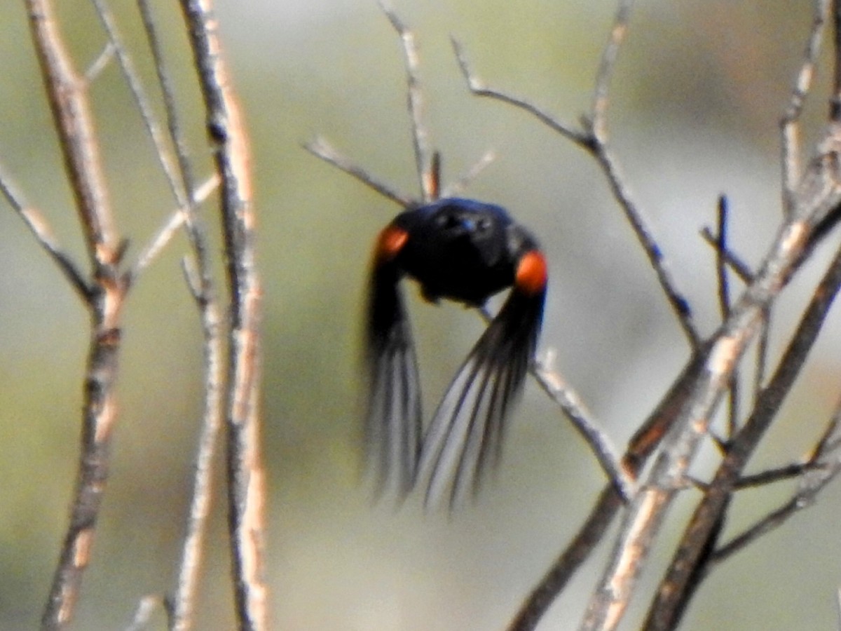 Variable Oriole - ML643387863