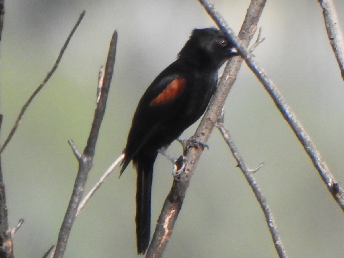 Variable Oriole - ML643387864