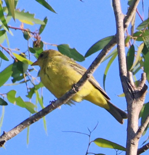 Piranga à tête rouge - ML643387868