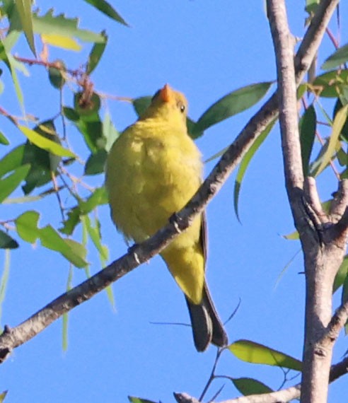 Piranga à tête rouge - ML643387869