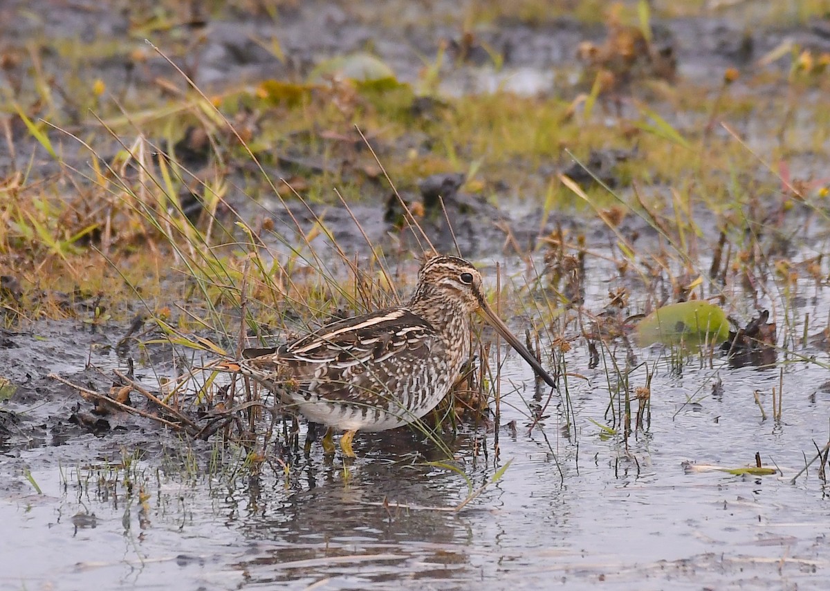 Wilson's Snipe - ML643387873