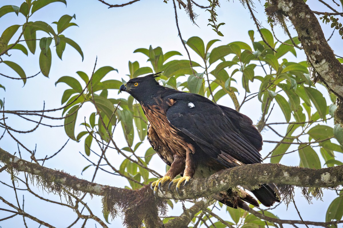 Black-and-chestnut Eagle - ML643387887