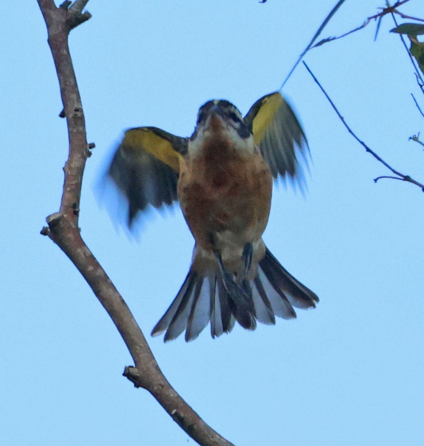 Black-headed Grosbeak - ML643387889