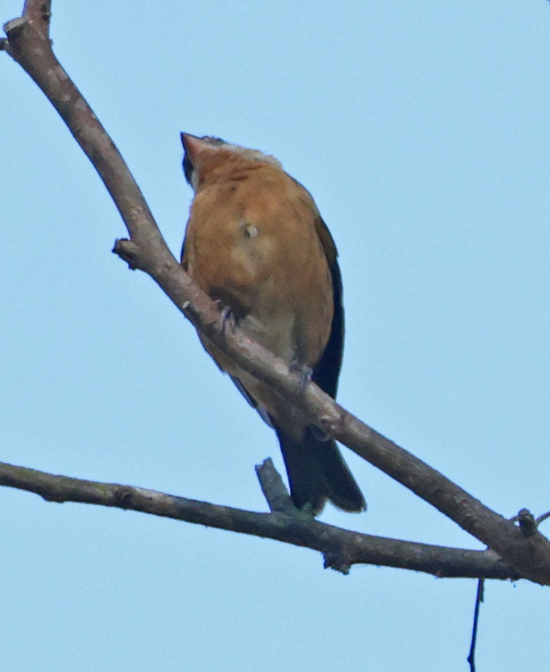 Black-headed Grosbeak - ML643387890