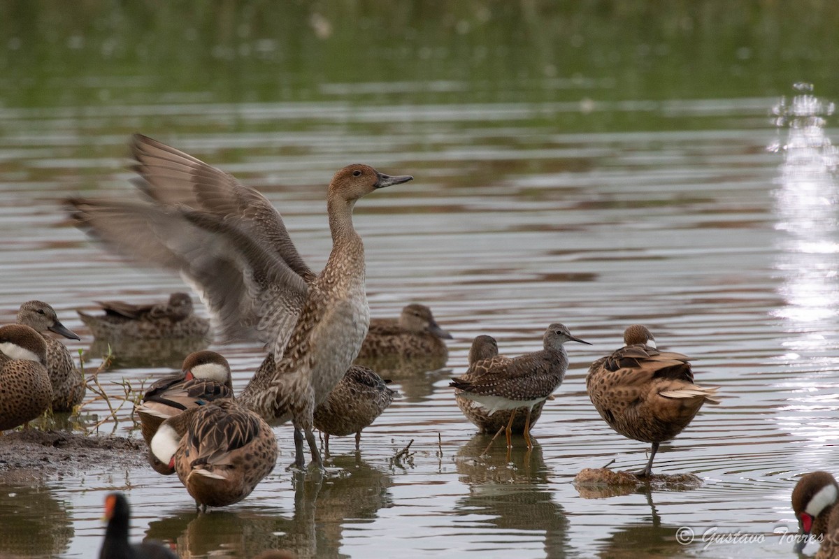 Northern Pintail - ML643387900