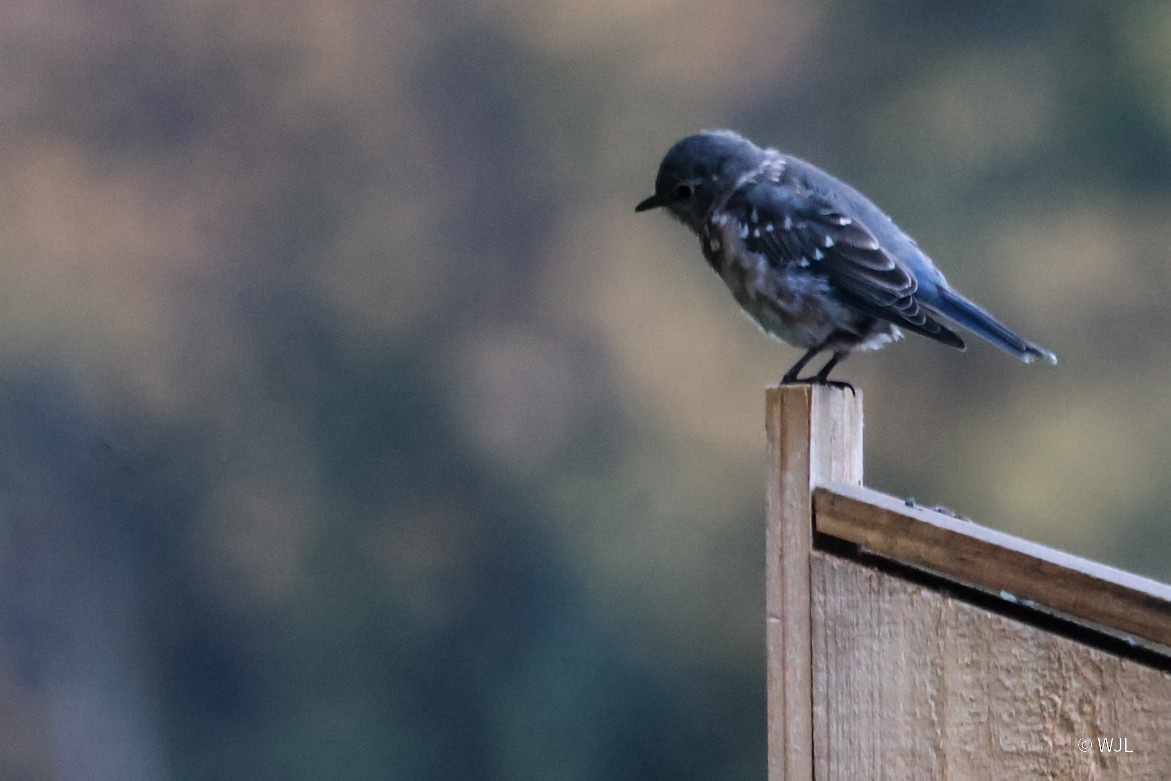 Eastern Bluebird - ML643387904