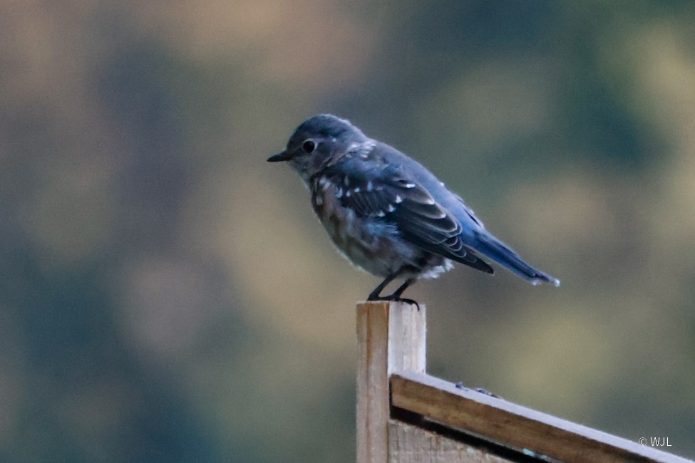 Eastern Bluebird - ML643387905