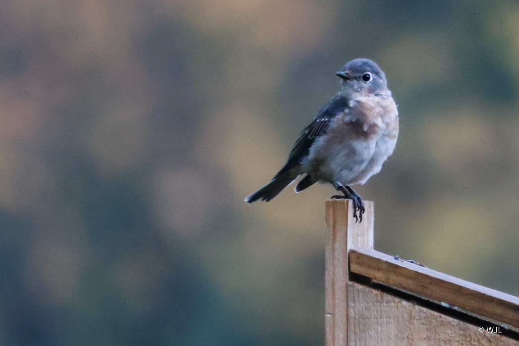 Eastern Bluebird - ML643387906