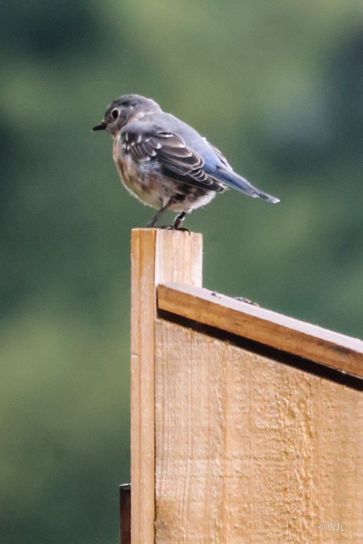 Eastern Bluebird - ML643387907